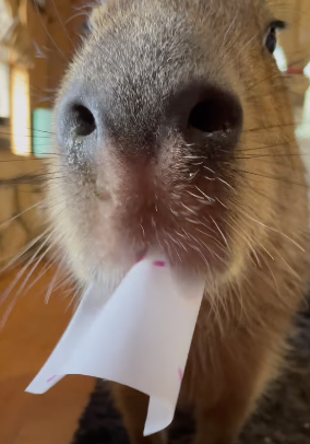 capybara eating a note